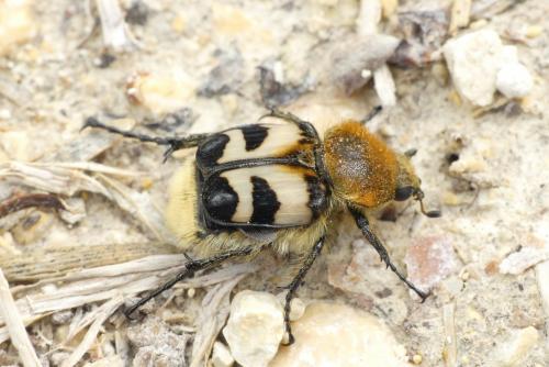 Réf. 231 323 : Trichius fasciatus